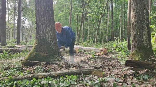 Валка Осины /// Спилил дерева на последнем дыхании Stihl MS 361 #Stihl #lesorub #Осина