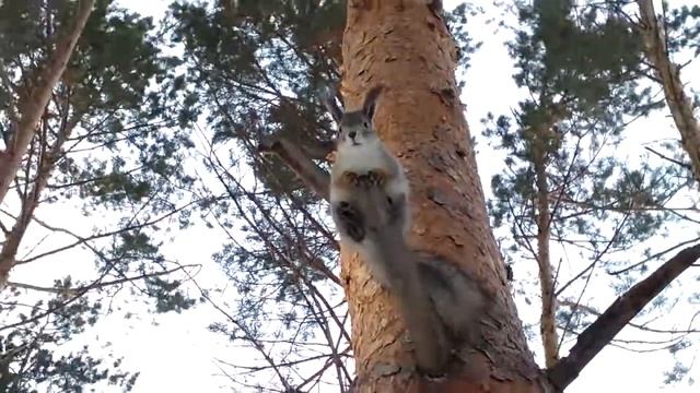 Бельчонок ругается. смотреть онлайн