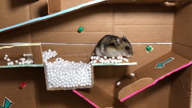 16-Этажный Minecraft Лабиринт для хомяка Маси! смотреть онлайн