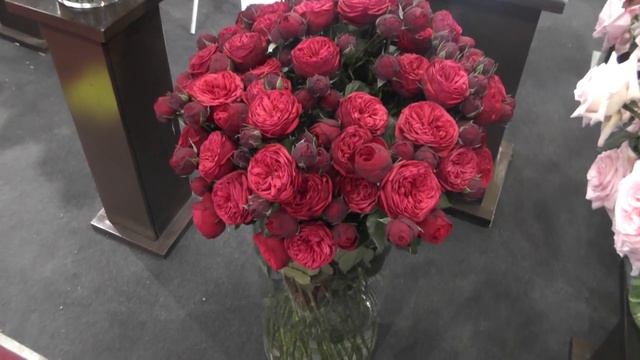 Garden Rose "Red Piano" смотреть онлайн