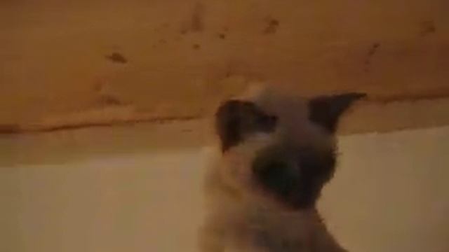 Glims смотреть онлайн