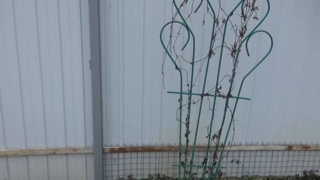 Дача Конец марта Обзор растений после снятия укрытий Хвойные Рододендроны Розы.Гортензии.Новые пион