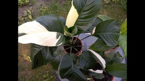 Вариегатный Спатифиллум Пикассо, посадка уход размножение. Детки альбиносы. Spathiphyllum Picasso