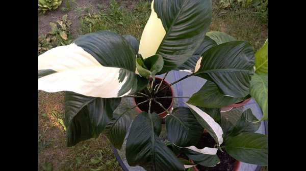 Вариегатный Спатифиллум Пикассо, посадка уход размножение. Детки альбиносы. Spathiphyllum Picasso