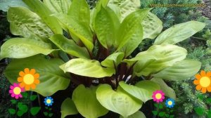 Хоста гибридная Лемон Снэп. Краткий обзор, описание характеристик hosta hybridum Lemon Snap
