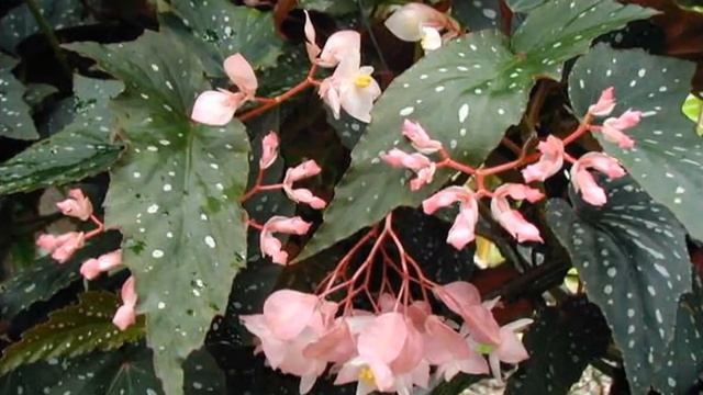 бегония и ее виды смотреть онлайн