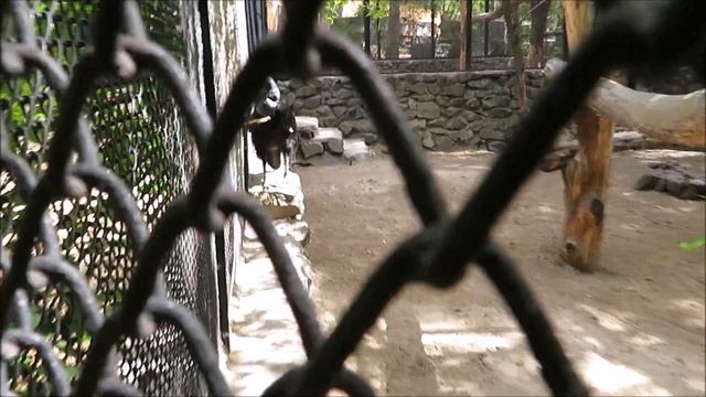 Абиссинский рогатый ворон очень общительный 20.05.2022 смотреть онлайн