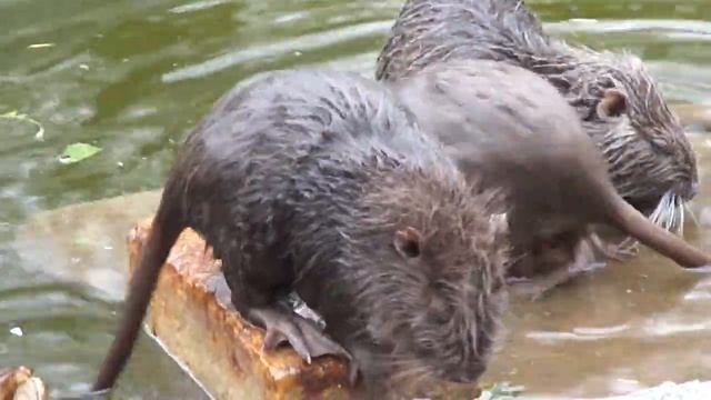 Нутрия 03.05.11 смотреть онлайн