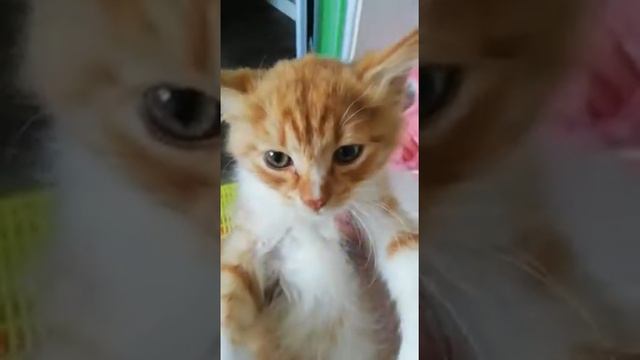 ПРОСТО ЧУДО КОТ - СЕГОДНЯ ЕГО ПОДАРИМ... 6 10 20... смотреть онлайн