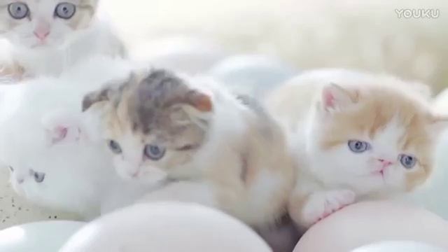 Котята выходят из яиц в тайской рекламе