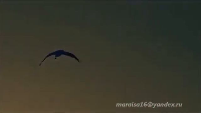 Лак. Лакку балай. Голос. Лакская песня. Народные песни. Скачать.Хит.Лакку маз. Дагестан.День Победы
