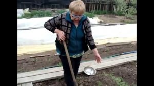 Посадкой картофеля в гребни. Эксперимент. Марценюк Надежда