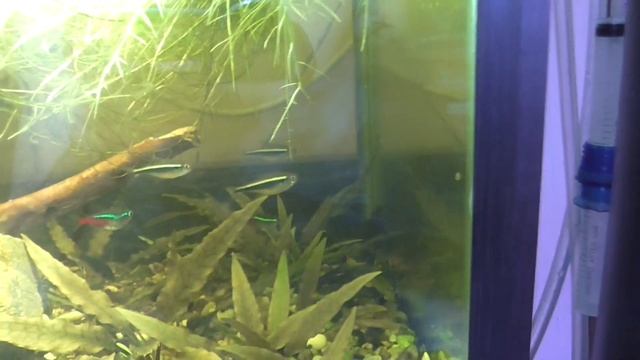 Креветочник или Криптокоринник. Вьетнамка или Борода. смотреть онлайн