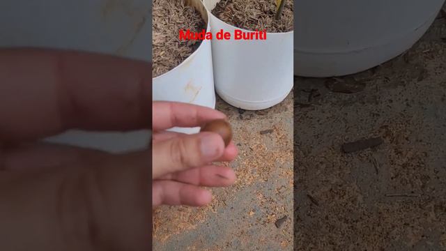 BURITI - Melhor árvore para plantar em área de brejo смотреть онлайн