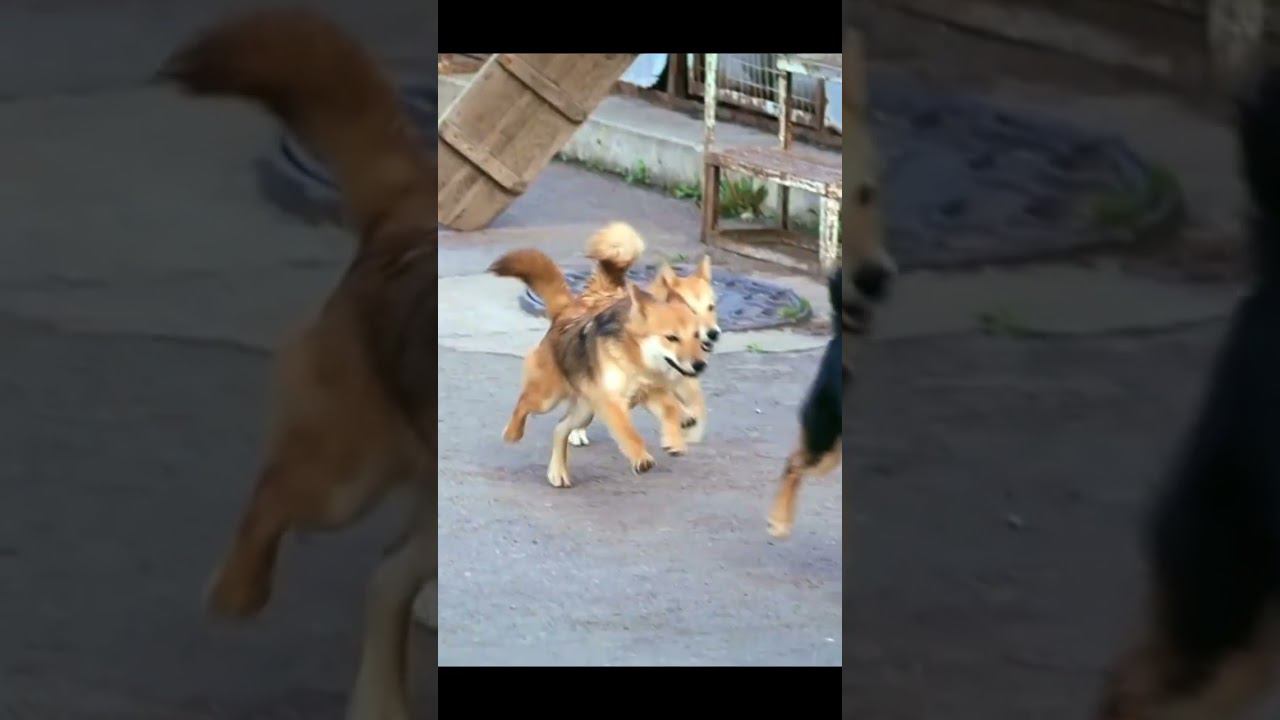 Такая собака есть только в России! #shorts #факты #авиация #аналоговонет смотреть онлайн