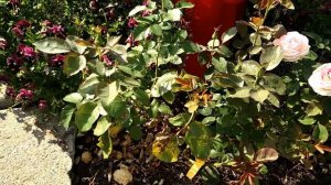 Moonstone Rose review