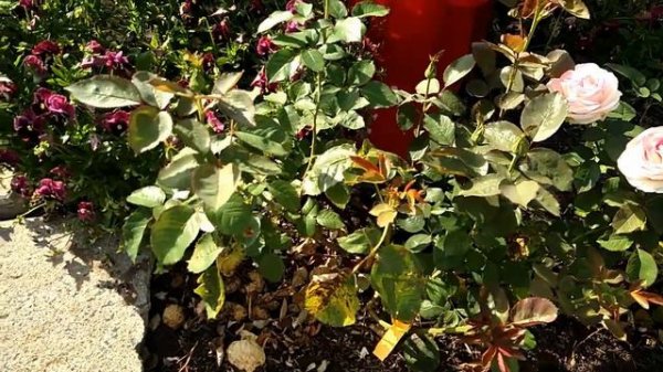 Moonstone Rose review