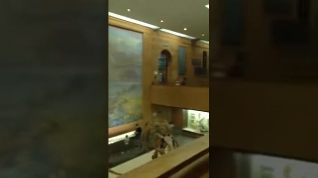 Видео отчет, день первый, музей палеонтологии, часть 3 смотреть онлайн