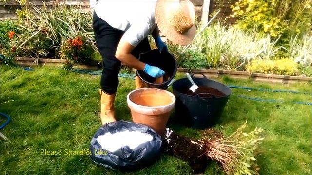FREE Plants Dividing A Large Astilbe Flower Easy & Quick смотреть онлайн