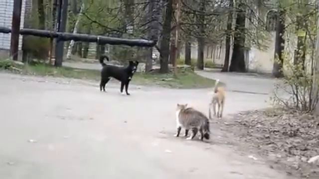 Кошки против собак Приколы с животными смотреть онлайн
