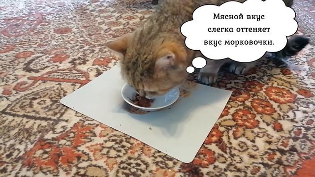 Дегустация корма  | Корм для кошек