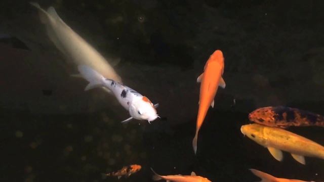 Китайские карпы смотреть онлайн