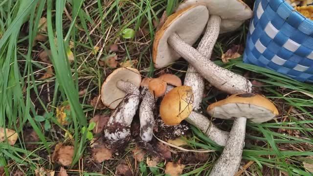 Корзина подосиновиков за минуту. Грибы. смотреть онлайн