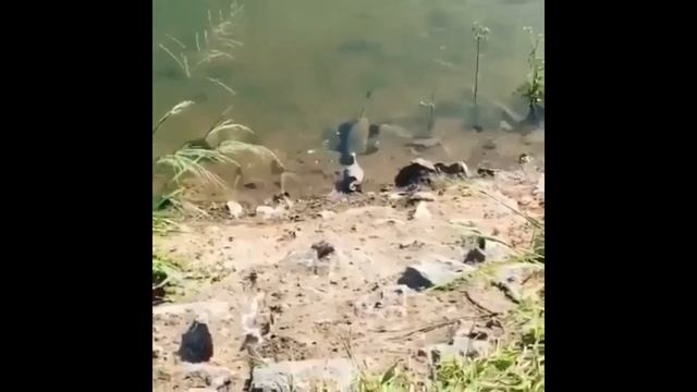 СОМ ЖРЕТ ГОЛУБЯ!! СОМ охотится НА ГОЛУБЕЙ! Опасный хищник рек смотреть онлайн