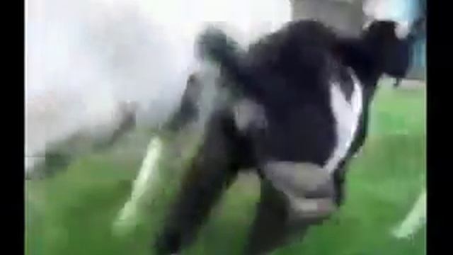 Барашек бегает смотреть онлайн