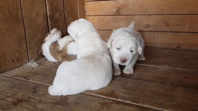 Помет Ч дети Жаси и Илюши (Источник Фортуны Жайран × Тимерташ Илья Муромец) Еще больше фото и инфор смотреть онлайн