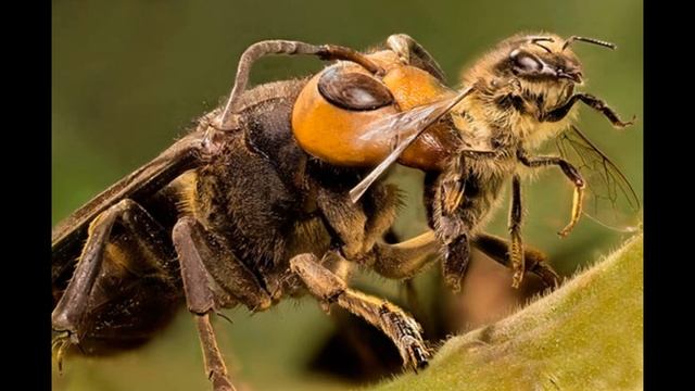 Путешествия с Домашними Питомцами