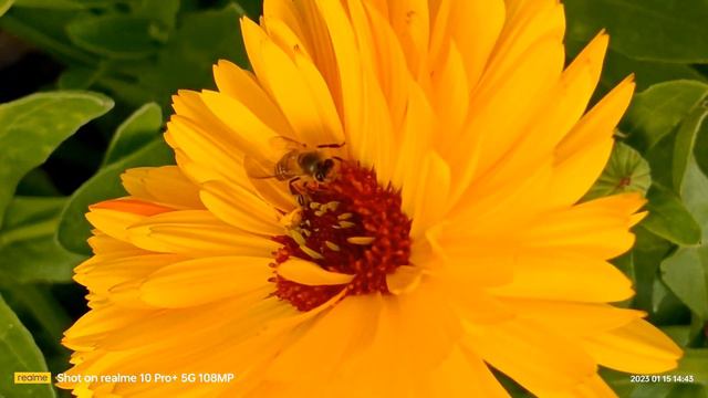 Realme 10 pro Plus Camera 108 MP Test. #realme #108mpcamera #smartphone смотреть онлайн