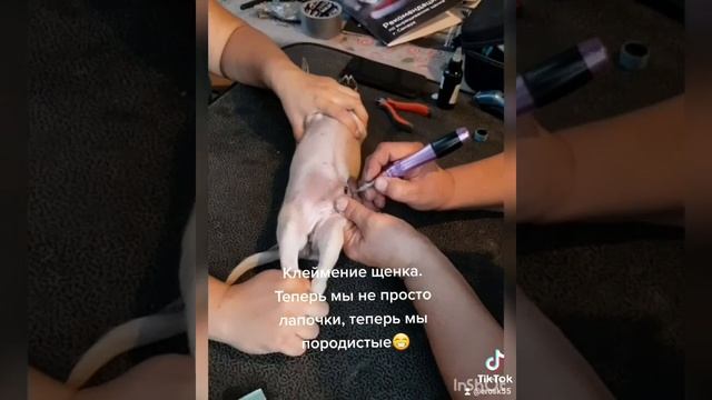 Как ставят клеймо щенкам. смотреть онлайн
