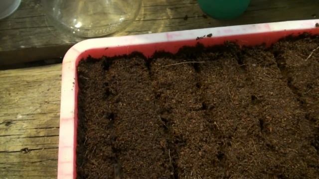 Сею рассаду перца так - и черной ножкой никогда не поражается! How To Sow Pepper Seedlings?