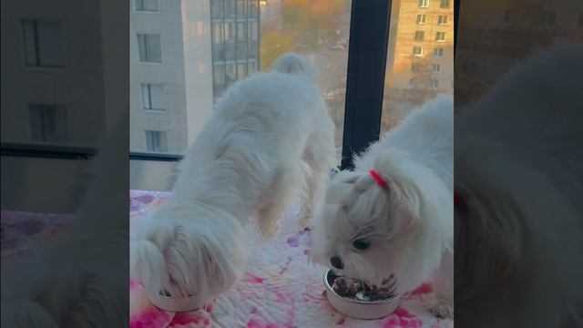 Белоснежные мордочки Мальтезе смотреть онлайн