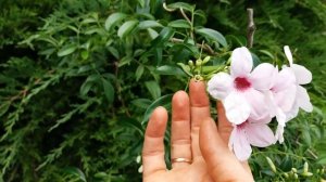 Пандорея жасминовидная