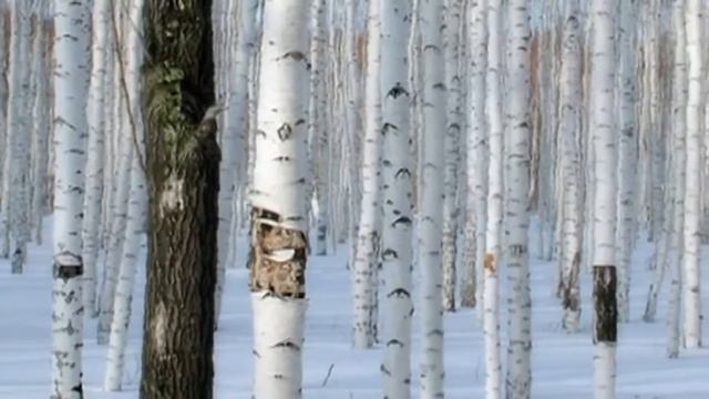 "Белая берёза" - Валерий Мик смотреть онлайн