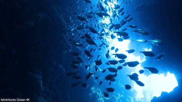 4K Underwater Wonders - Beautiful Coral Reef Fish - Sleep Relaxing Meditation Music смотреть онлайн