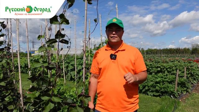 О НЁМ ВЫ ТОЧНО НЕ ЗНАЛИ. Долихос - необычная лиана семейства бобовых. смотреть онлайн