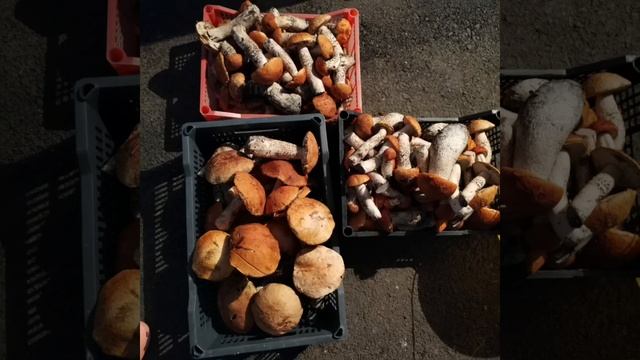 грибы  подосиновик 2 июля 2022