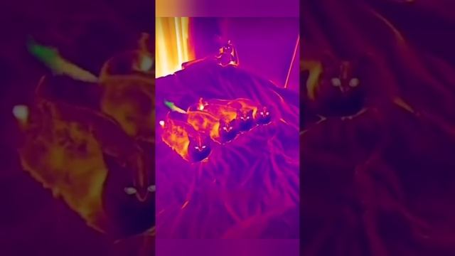 Основное назначение тепловизора.mp4 смотреть онлайн