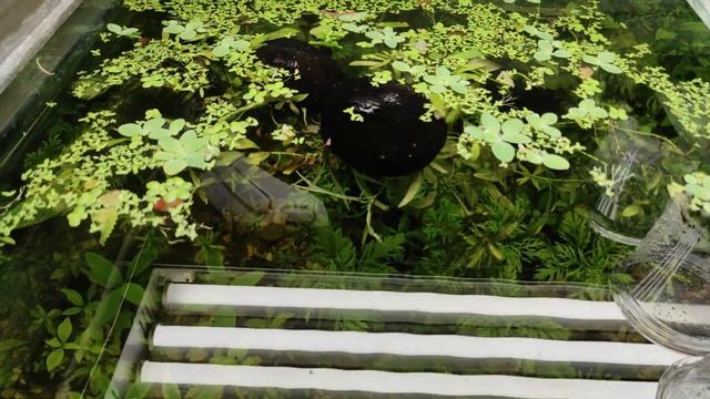 400 литров для аквариумных растений. смотреть онлайн