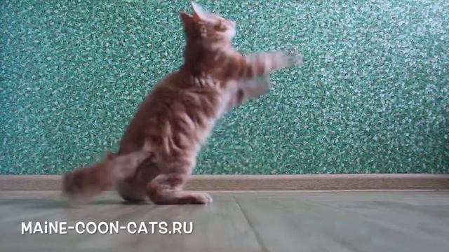 Кошка мейн-кун 3 месяца смотреть онлайн