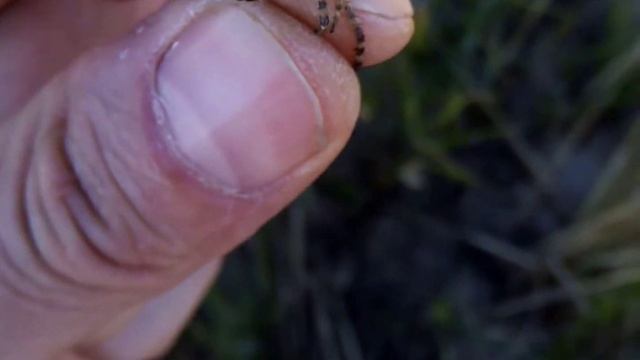 Аргіопа тигрова, або Брюнніха (Argiope bruennichi) смотреть онлайн