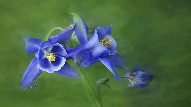 ART IN FLOWER (HD1080p) смотреть онлайн