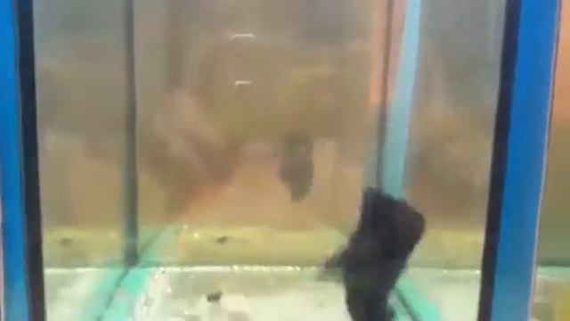 Халф мун черный смотреть онлайн