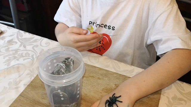 Caribena versicolor - Information and handling смотреть онлайн