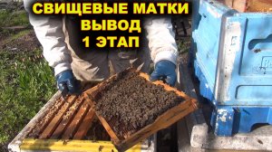 Свищевые матки. Вывод. 1 этап.