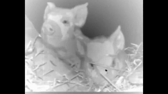 ПЕРВОНАЧАЛЬНАЯ ВЕРСИЯ ПЕСНИ "ALL PIGS MUST DIE" НАПИСАННАЯ ЛИЧНО ДУГЛАСОМ ПИРСОМ смотреть онлайн