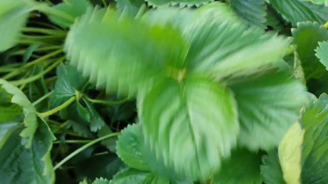 Клубника Азия, Клери, Альба, Мурано, Кабрилло, Мальга. Обзоры сортов. смотреть онлайн